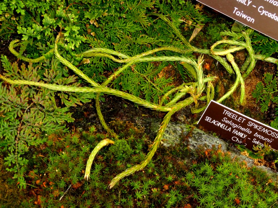 Selaginella braunii - United States Botanic Garden - DSC09559