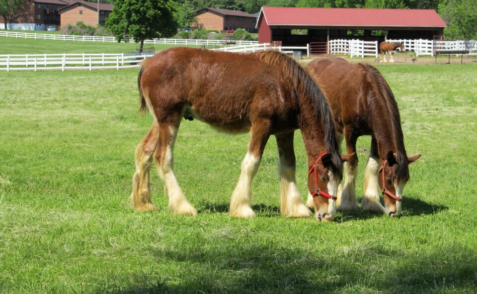 Young grazing pasture
