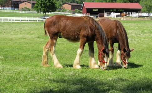 Young grazing pasture
