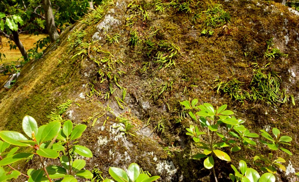 Sekirakuen Garden detail - Hakone, Kanagawa, Japan - DSC08020