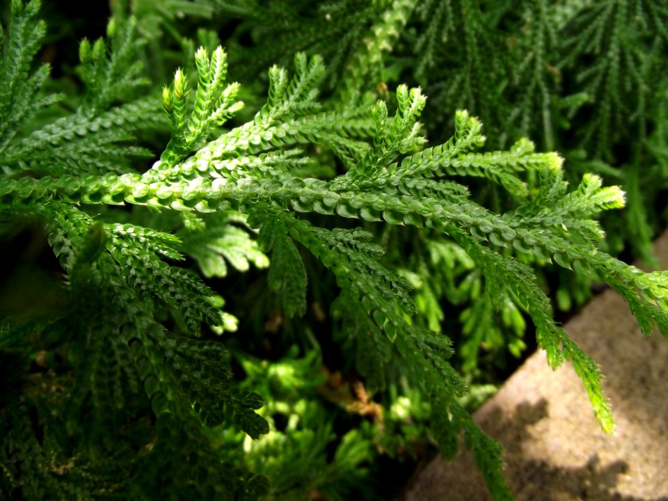 Selaginella harrisii