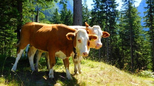 Alpine alps mountain photo