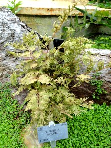 Selaginella tamariscina - Copenhagen Botanical Garden - DSC07986
