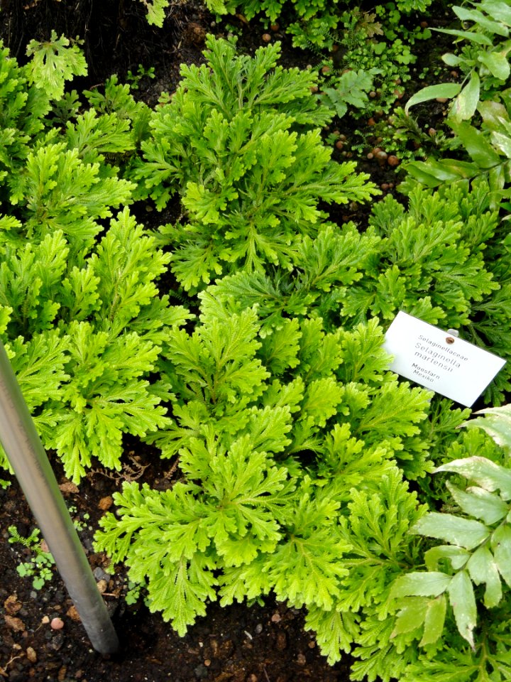 Selaginella martensii - Botanischer Garten Freiburg - DSC06268