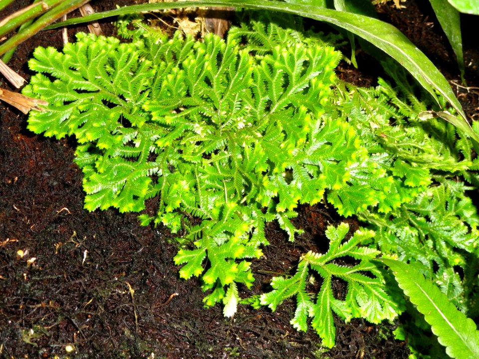 Selaginella pallescens (Selaginella emmeliana) - United States Botanic Garden - DSC09564