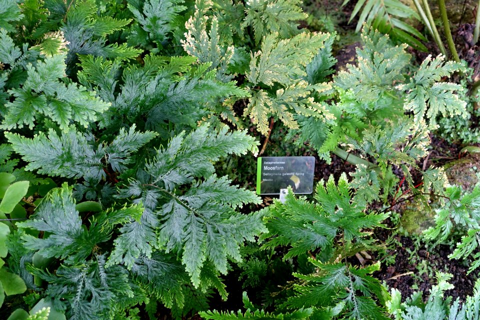 Selaginella galeottii - Wilhelma Zoo - Stuttgart, Germany - DSC02023
