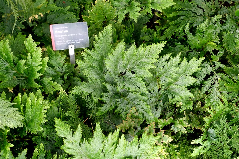 Selaginella tamariscina (Selaginella involvens) - Wilhelma Zoo - Stuttgart, Germany - DSC02025