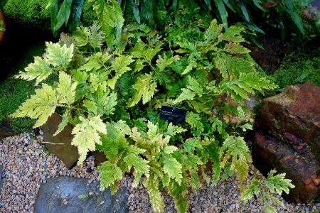 Selaginella victoriae - Morris Arboretum - DSC00192