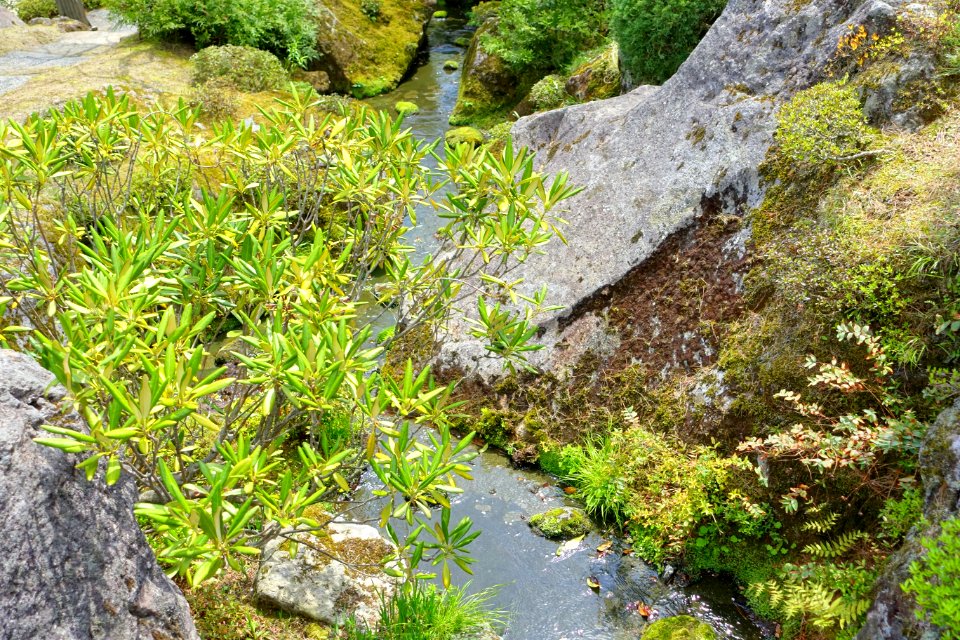Sekirakuen Garden detail - Hakone, Kanagawa, Japan - DSC08046