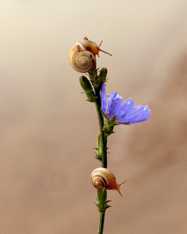 Blue climbing nature