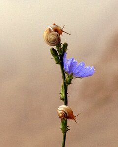 Blue climbing nature