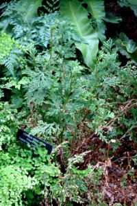 Selaginella plana - Longwood Gardens - DSC01157
