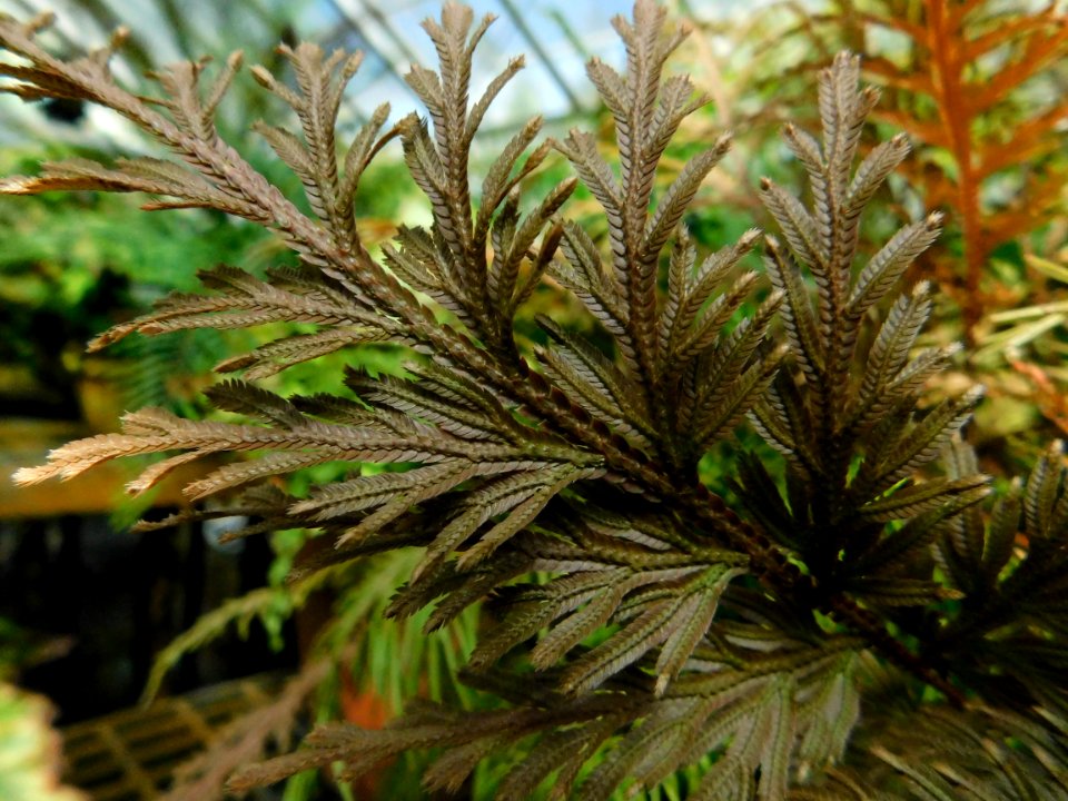 Selaginella involvens