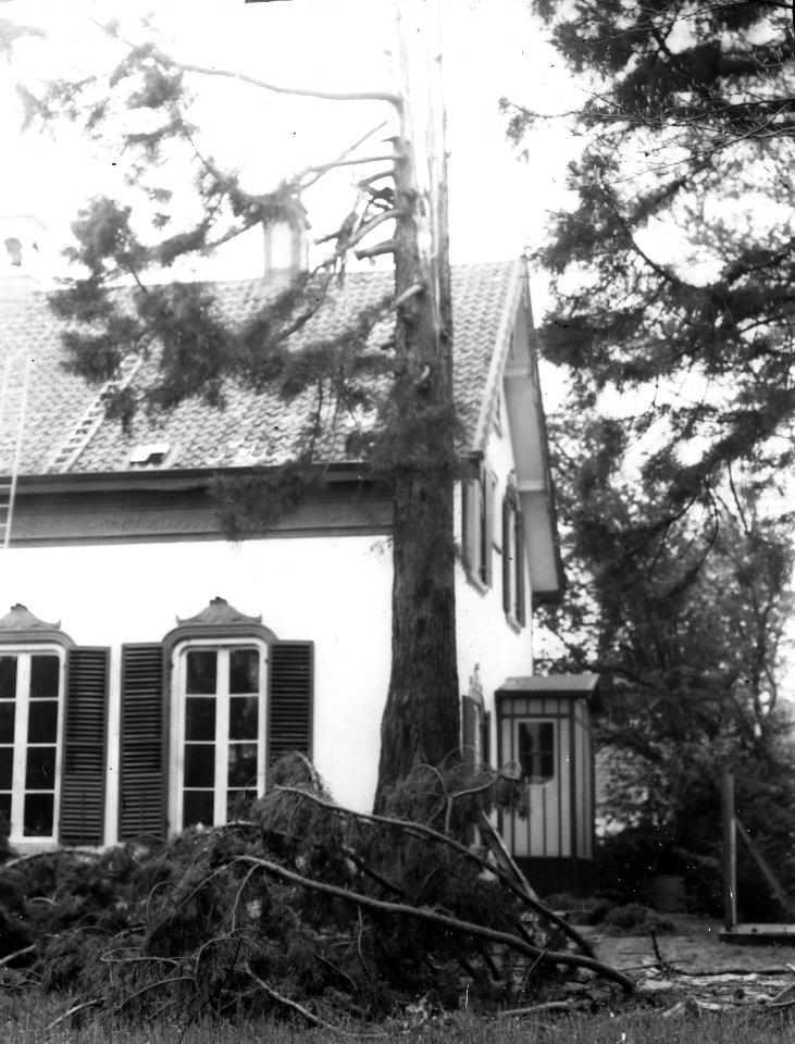 Schade, anorganisch, bliksem, sequoia gigantea, Bestanddeelnr 193-1049