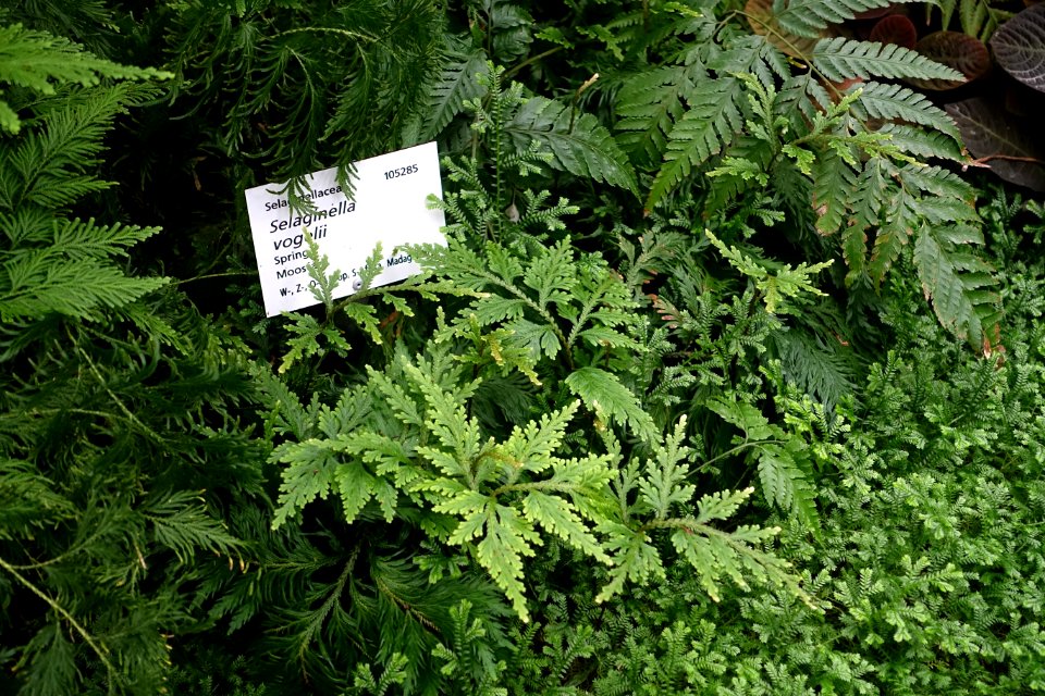 Selaginella vogelii - Botanischer Garten - Heidelberg, Germany - DSC00963