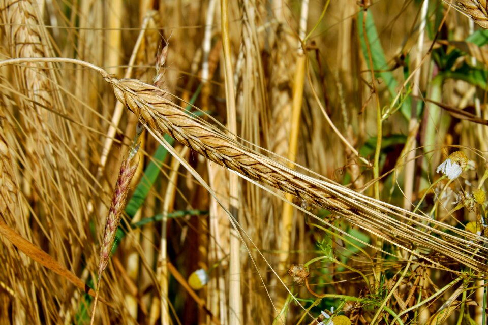 Nourishing rye grain rye field