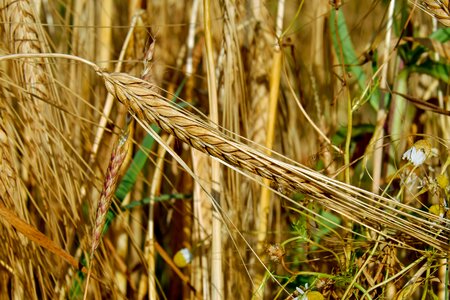 Nourishing rye grain rye field