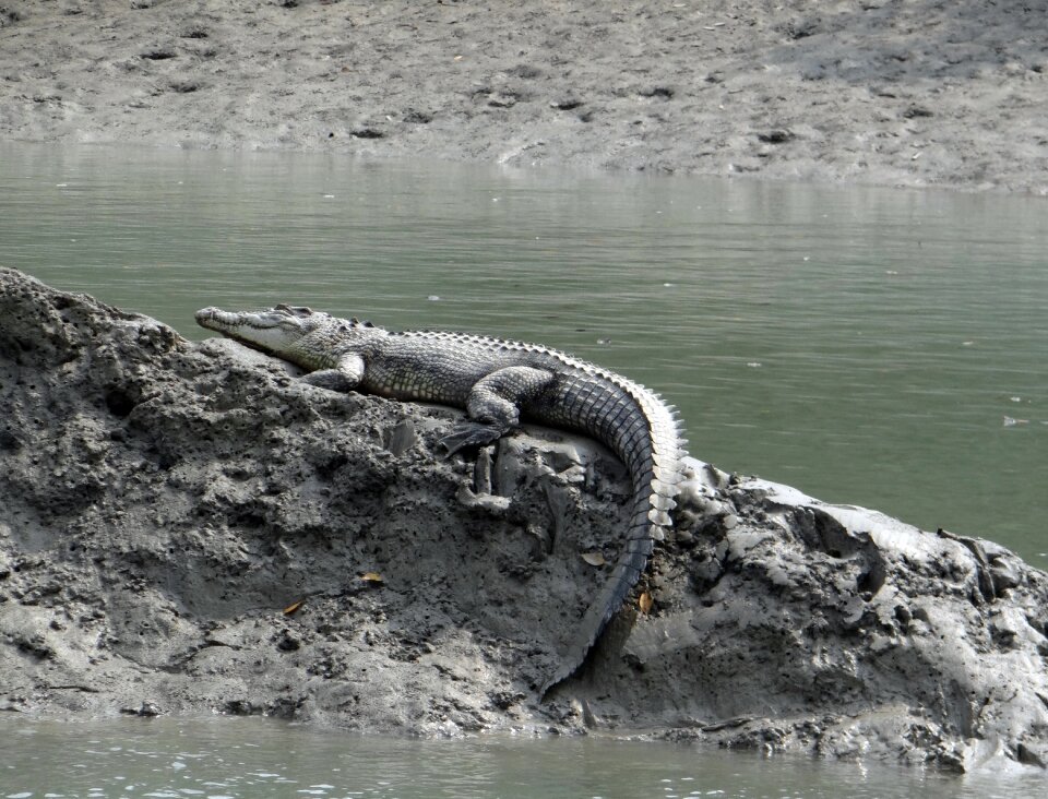 Indo-pacific crocodile marine sea-going crocodile