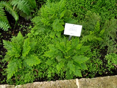 Selaginella pulcherrima - Botanischer Garten Freiburg - DSC06283
