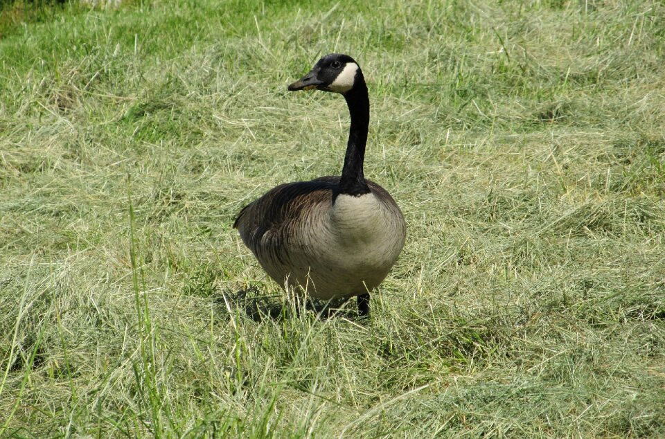 Waterfowl land outdoors