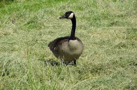 Waterfowl land outdoors