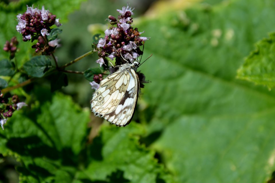 Schachbrettfalter (Melanargia galathea) auf Blüte (3)
