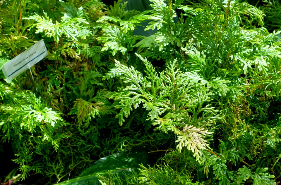 Selaginella plana - Marie Selby Botanical Gardens - Sarasota, Florida - DSC01053