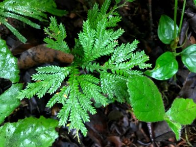Selaginella martensii 58628264