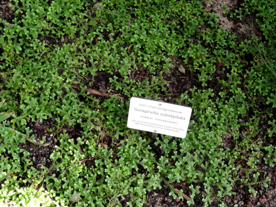 Selaginella substipitata - Botanical Garden in Kaisaniemi, Helsinki - DSC03612