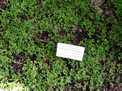 Selaginella substipitata - Botanical Garden in Kaisaniemi, Helsinki - DSC03612