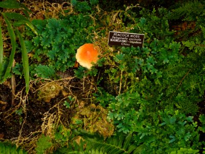 Selaginella uncinata - United States Botanic Garden - DSC09557
