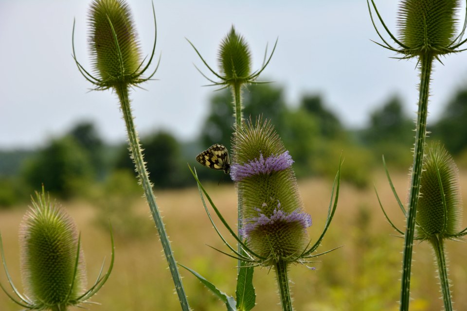 Schachbrettfalter (Melanargia galathea) auf Karde