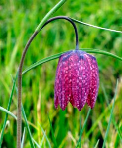 Schachblumenblüte, 2