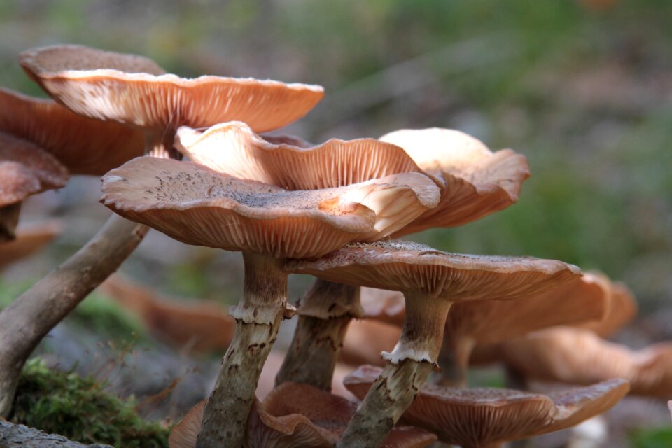 Wild brown wet