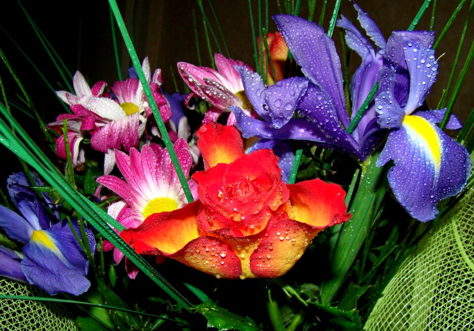 Beautiful flowers rose iris