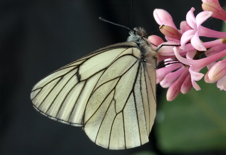 Insect nature white