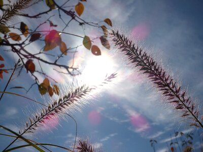 Sunlight sun nature