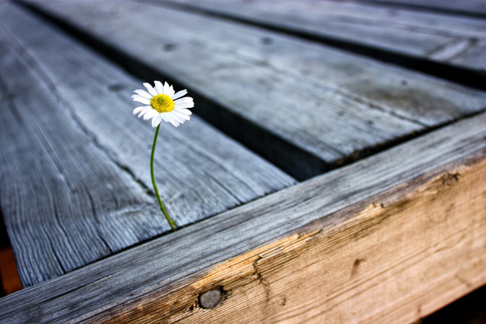 Summer nature white