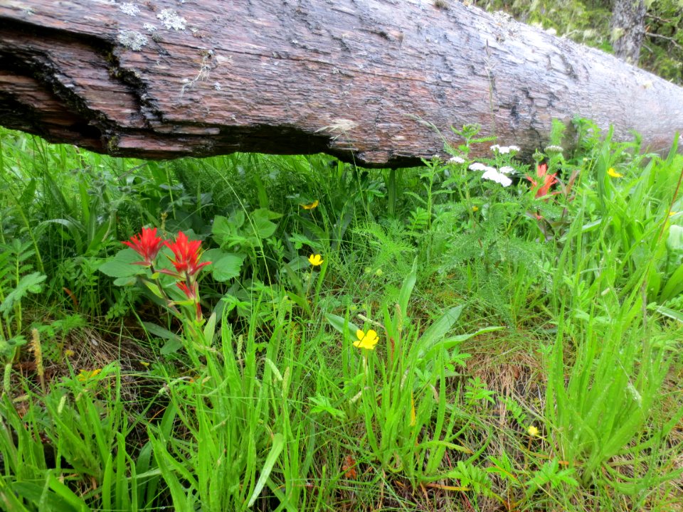 Scarlet Paintbrush found under driftwood on Break Island