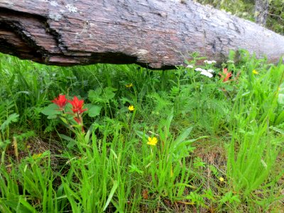 Scarlet Paintbrush found under driftwood on Break Island