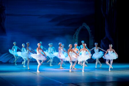 Dance swan elegance