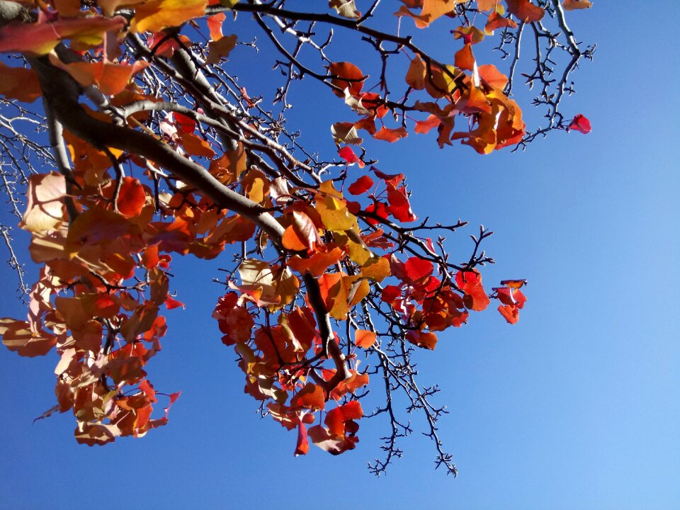 Time of year tree foliage