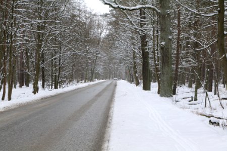 Schönwalder Allee in the Spandauer Forst with snow 2021-02-09 03