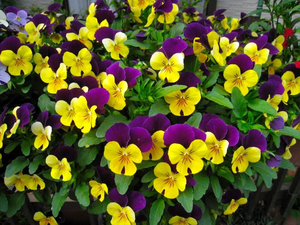 Yellow flower bed green