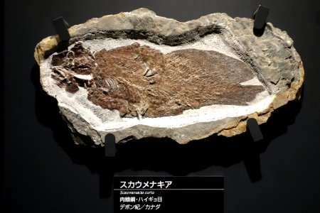 Scaumenacia curta - National Museum of Nature and Science, Tokyo - DSC07772