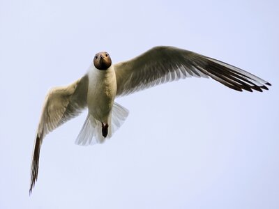Bird in flight animal photo
