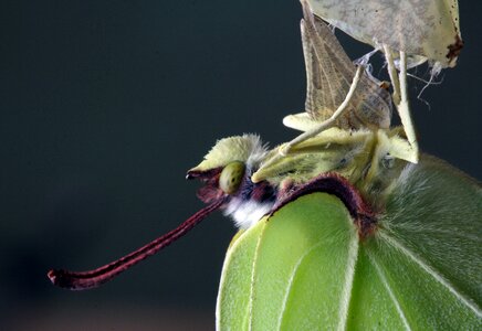 Insect green close