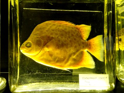 Scatophagus argus - Finnish Museum of Natural History - DSC04671