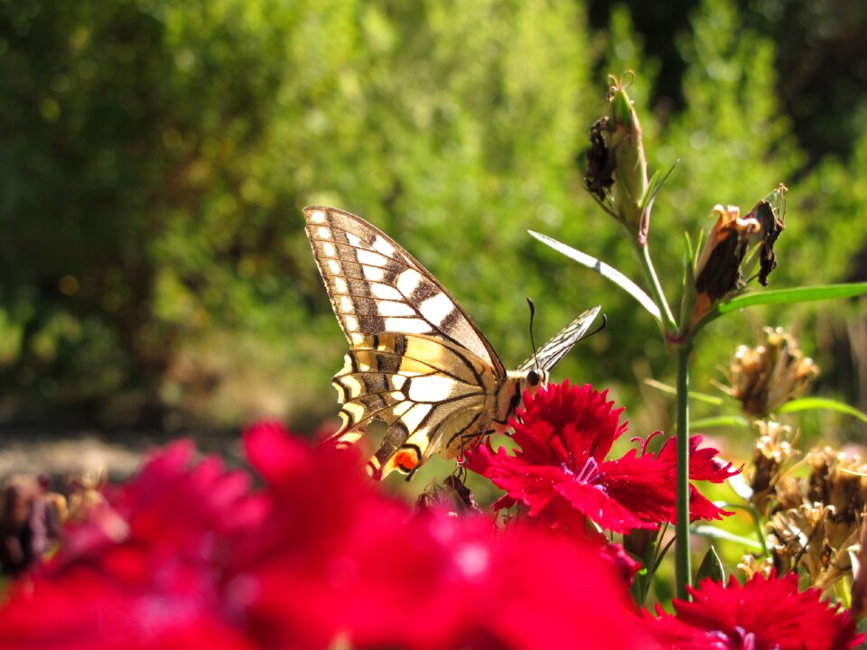 Butterfly flamed nature