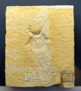 Scarabaeides deperditus - Museum fur Naturkunde, Berlin - DSC00063